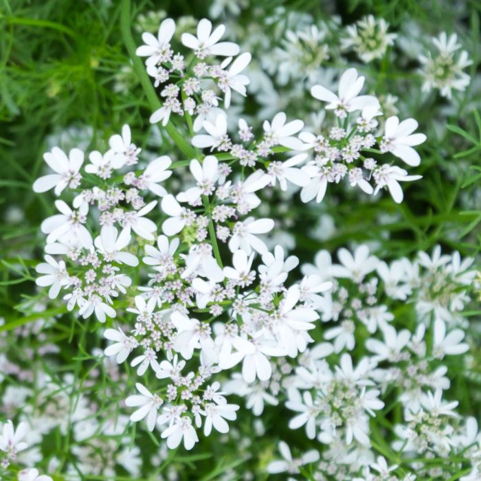 Flowers on cilantro plant