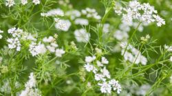 Flowers on cilantro plant