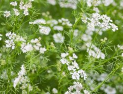 Flowers on Cilantro Plant A Comprehensive Guide