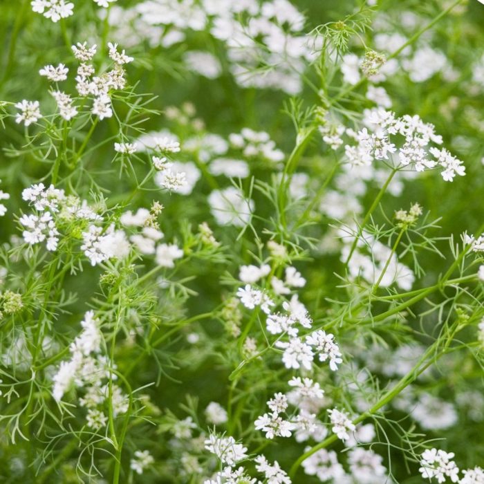 Flowers on cilantro plant